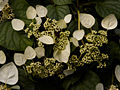 Schizophragma hydrangeoides Moonlight IMG_4450 Przywarka japońska